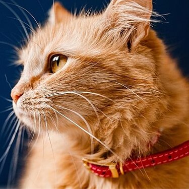 An orange cat wears a red collar.