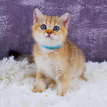 Adorable golden kitten with blue eyes sits on a fluffy white rug against a purple background