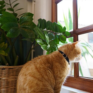 An orange cat looks out the window.