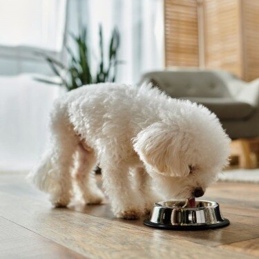 A dog eats from a bowl.