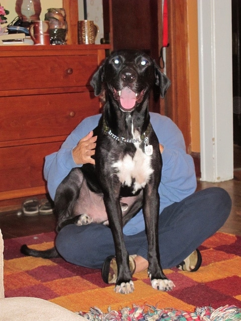 Large black dog sits on woman's lap as she sits Indian style.
