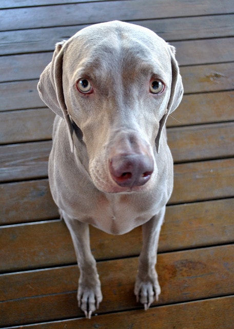 Brown dog looking up with sad eyes.