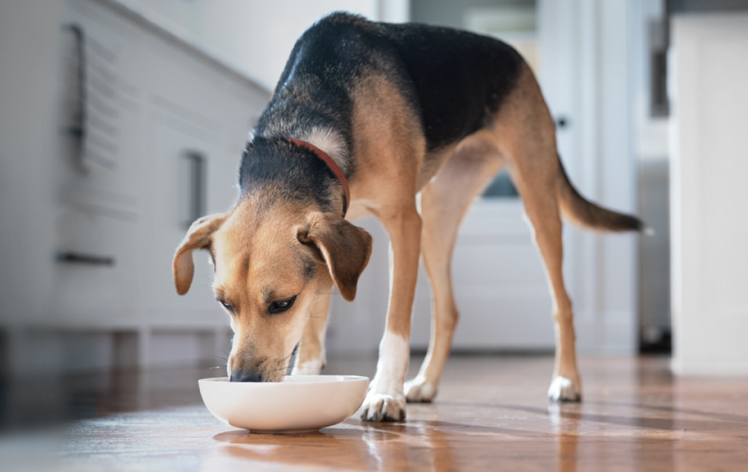 Dog eating
