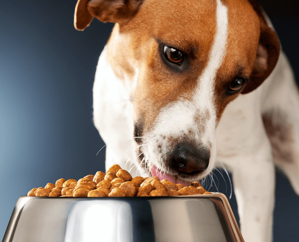 A dog eating food.