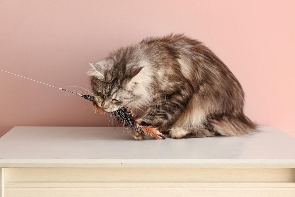 cat playing