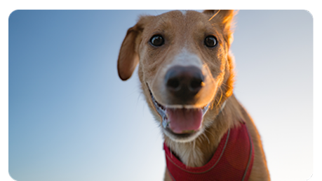 Dog with a red scarf